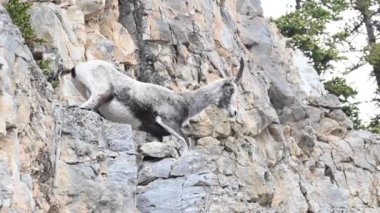 Kanada vahşi doğasında taş koyunlar