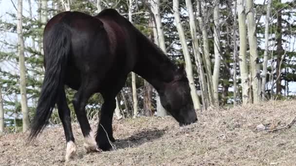 Wilde Paarden Canadese Rockies — Stockvideo