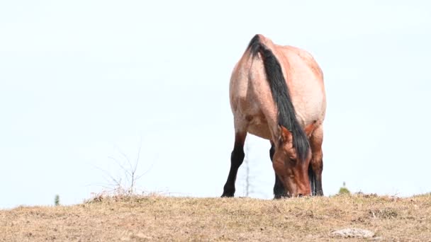 Vilda Hästar Kanadensiska Klipporna — Stockvideo