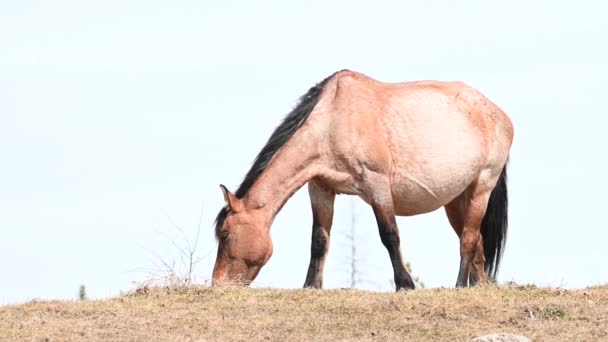 Wilde Paarden Canadese Rockies — Stockvideo