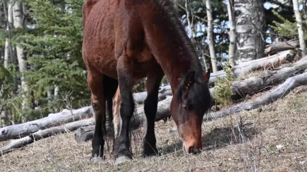 Cavalos Selvagens Nas Montanhas Rochosas Canadenses — Vídeo de Stock