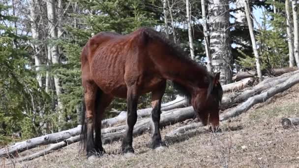 Cavalli Selvatici Nelle Montagne Rocciose Canadesi — Video Stock