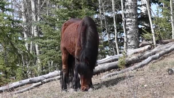 Άγρια Άλογα Στα Καναδικά Βραχώδη Όρη — Αρχείο Βίντεο