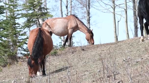 Dzikie Konie Canadian Rockies — Wideo stockowe