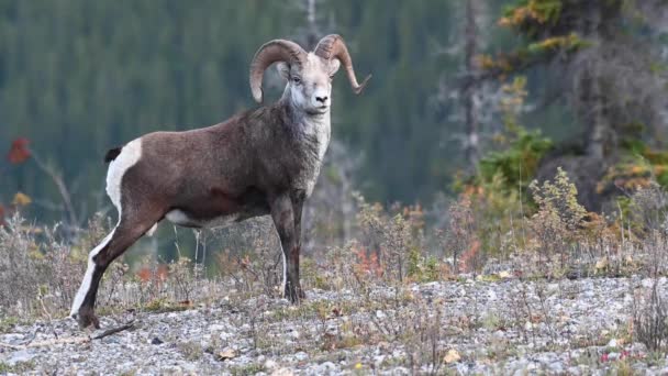 Stone Sheep Canadian Wilderness — Stock Video
