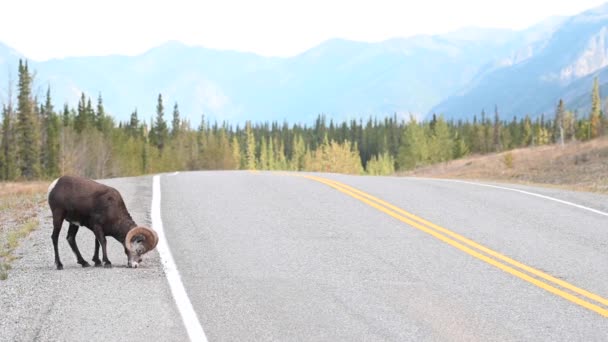 Domba Batu Padang Gurun Kanada — Stok Video
