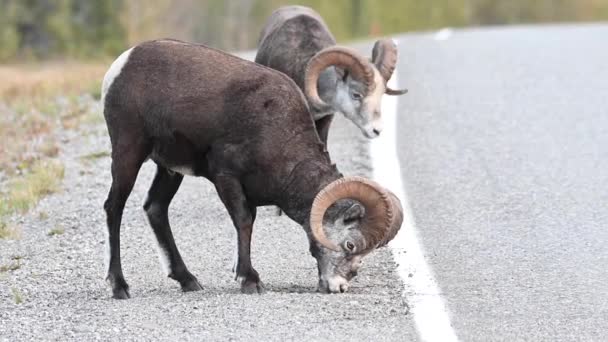 Ovejas Piedra Desierto Canadiense — Vídeo de stock