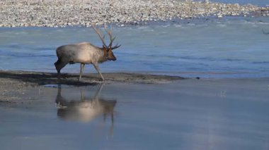 Kanada Kayalıklarında sonbahar tekdüzeliğinde boğa geyiği