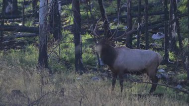 Kanada Kayalıklarında sonbahar tekdüzeliğinde boğa geyiği
