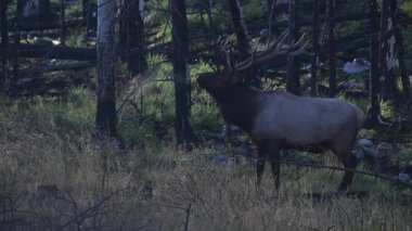 Kanada Kayalıklarında sonbahar tekdüzeliğinde boğa geyiği