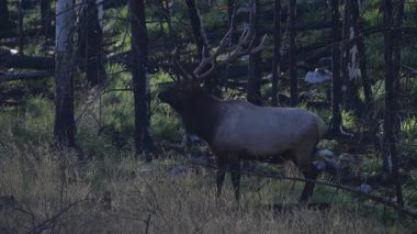 Kanada Kayalıklarında sonbahar tekdüzeliğinde boğa geyiği