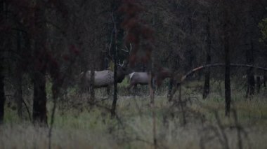 Kanada Kayalıklarında sonbahar monotonluğu sırasında boğa geyiği.