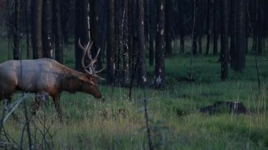 Kanada Kayalıkları 'ndaki tekdüzelik döneminde boğa geyiği.