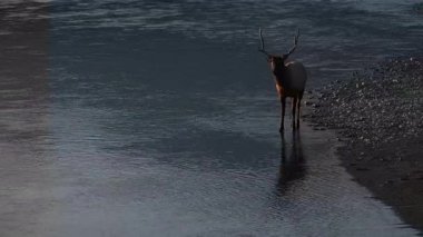 Kanada Kayalıkları 'ndaki tekdüzelik döneminde boğa geyiği.