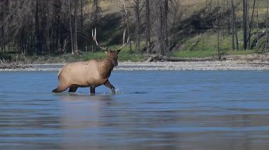 Kanada Kayalıkları 'ndaki tekdüzelik döneminde boğa geyiği.