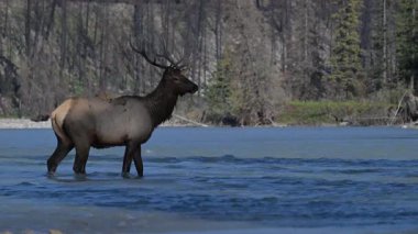 Kanada Kayalıkları 'ndaki tekdüzelik döneminde boğa geyiği.