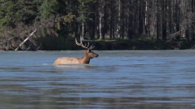 Kanada Kayalıkları 'ndaki tekdüzelik döneminde boğa geyiği.