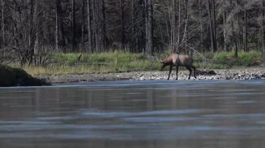 Kanada Kayalıkları 'ndaki tekdüzelik döneminde boğa geyiği.