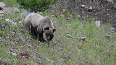 Kanada Kayalıklarında Boz Ayı ailesi