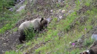 Kanada Kayalıklarında Boz Ayı ailesi