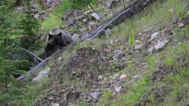Kanada Kayalıklarında Boz Ayı ailesi