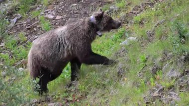 Kanada Kayalıklarında Boz Ayı ailesi