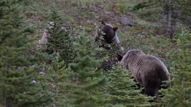 Kanada Kayalıklarında Boz Ayı ailesi