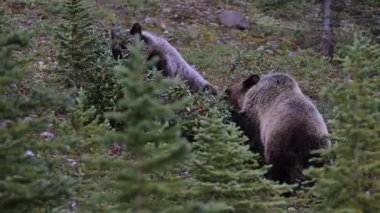 Kanada Kayalıklarında Boz Ayı ailesi