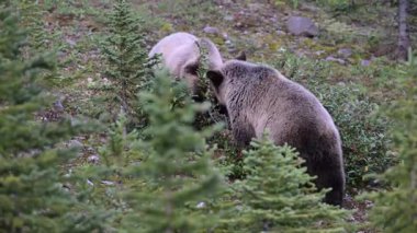 Kanada Kayalıklarında Boz Ayı ailesi