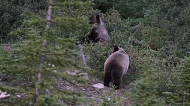 Kanada Kayalıklarında Boz Ayı ailesi