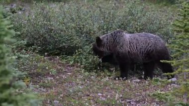 Kanada Kayalıklarında Boz Ayı ailesi