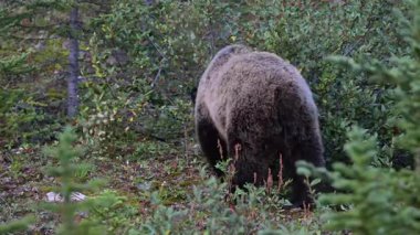 Kanada Kayalıklarında Boz Ayı ailesi