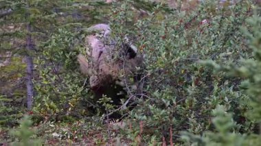 Kanada Kayalıklarında Boz Ayı ailesi