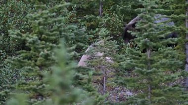 Kanada Kayalıklarında Boz Ayı ailesi