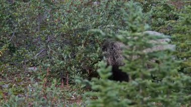Kanada Kayalıklarında Boz Ayı ailesi