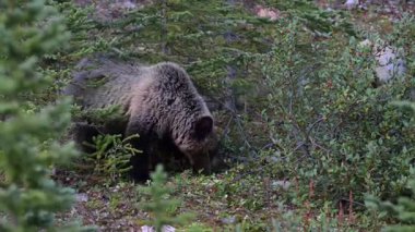 Kanada Kayalıklarında Boz Ayı ailesi