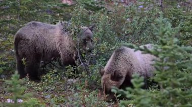 Kanada Kayalıklarında Boz Ayı