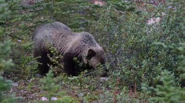 Kanada Kayalıklarında Boz Ayı