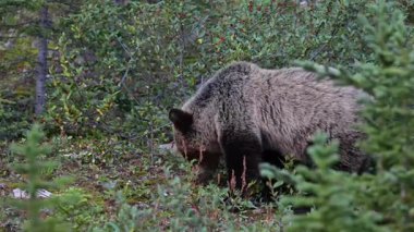 Kanada Kayalıklarında Boz Ayı
