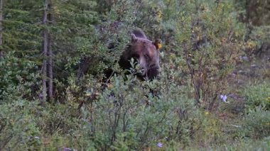 Kanada Kayalıklarında Boz Ayı