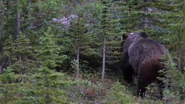 Kanada Kayalıklarında Boz Ayı