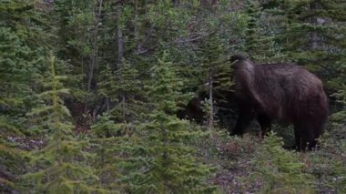 Kanada Kayalıklarında Boz Ayı