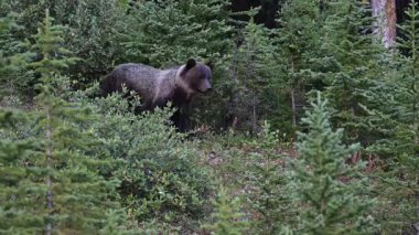 Kanada Kayalıklarında Boz Ayı