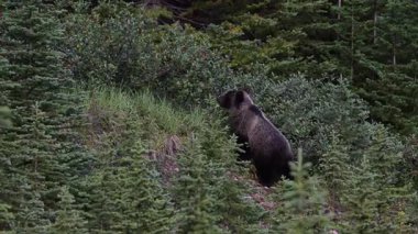 Kanada Kayalıklarında Boz Ayı