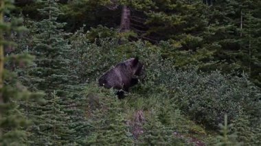 Kanada Kayalıklarında Boz Ayı