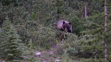 Kanada Kayalıklarında Boz Ayı