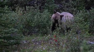 Kanada Kayalıklarında Boz Ayı