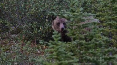 Kanada Kayalıklarında Boz Ayı