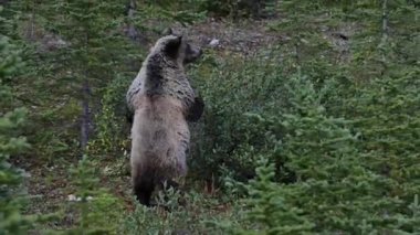Kanada Kayalıklarında Boz Ayı