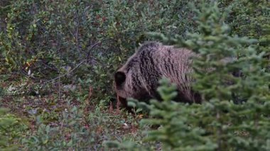Kanada Kayalıklarında Boz Ayı
